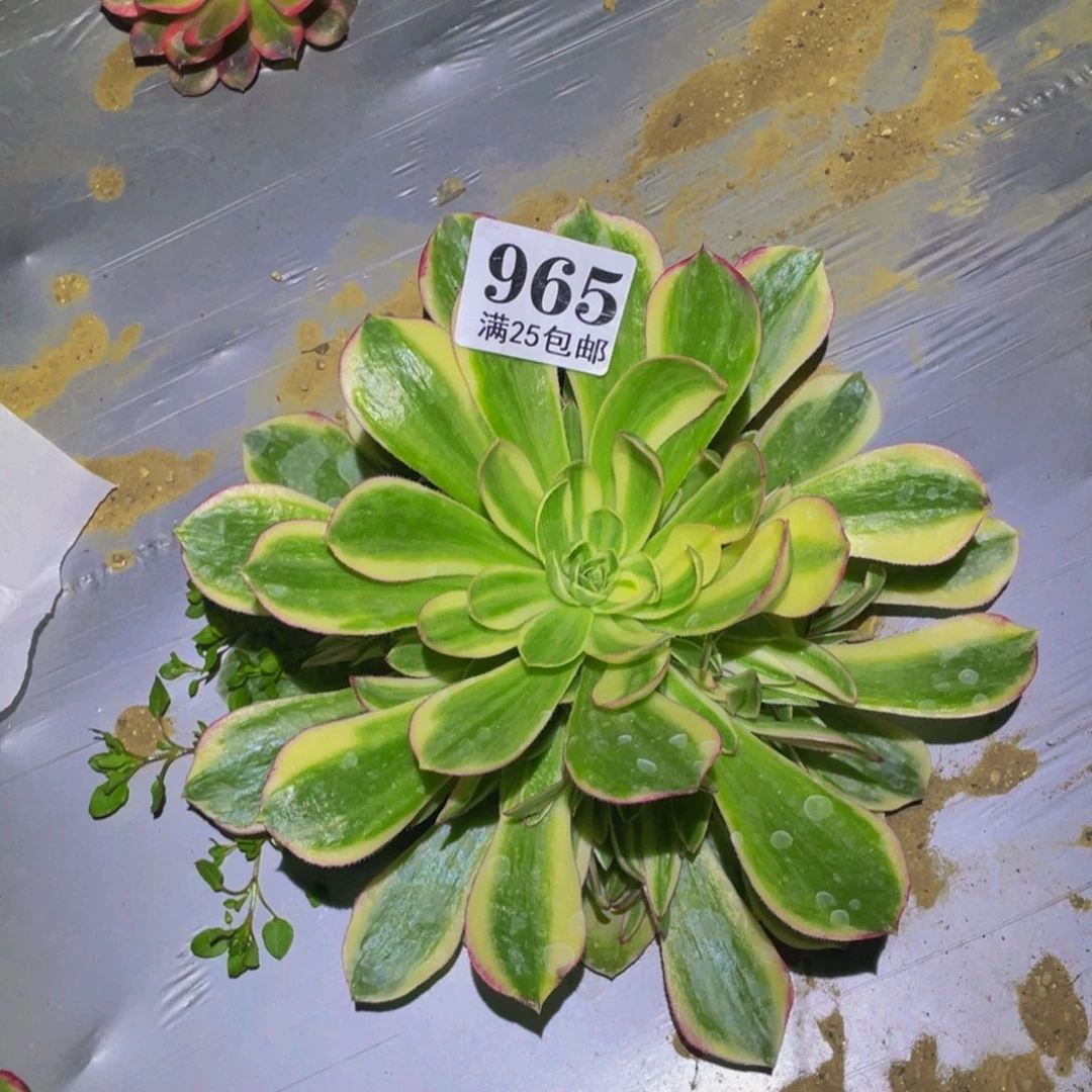 白雪公主多肉植物965