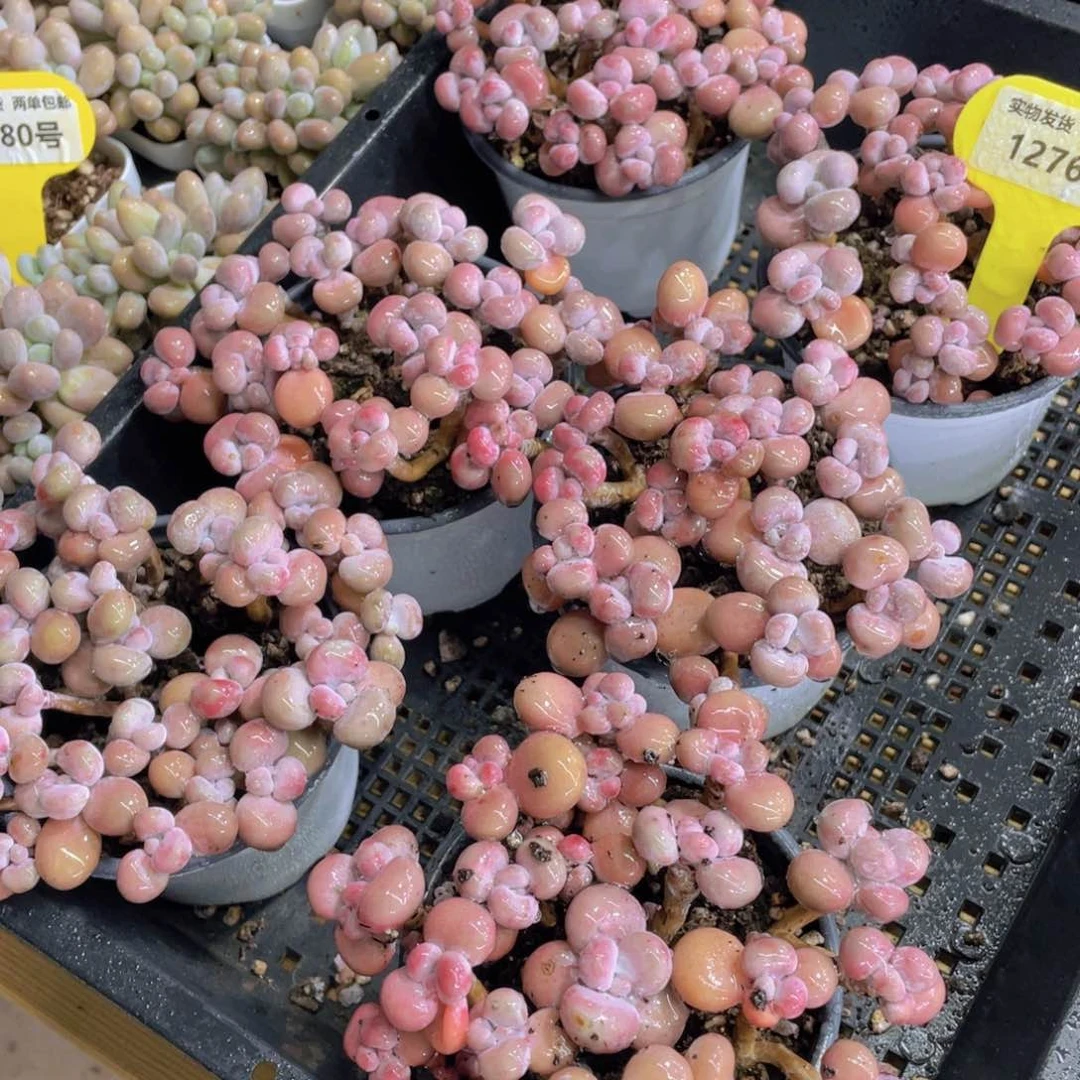 1276号 腰子粉桃蛋组合一大盆