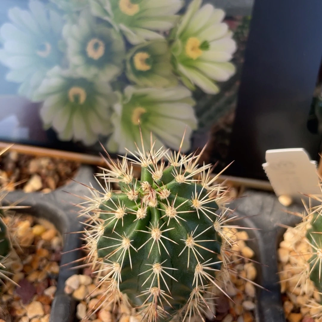 鹿角柱实生仙人球白花绯虾