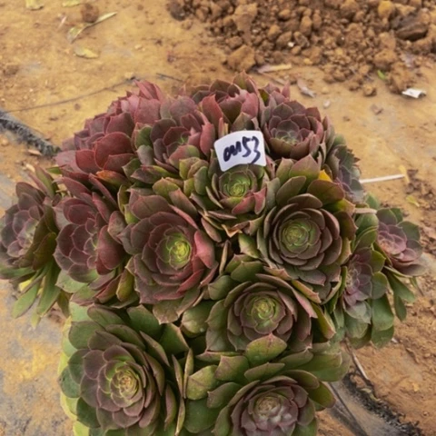 万圣节多肉153多肉不包断