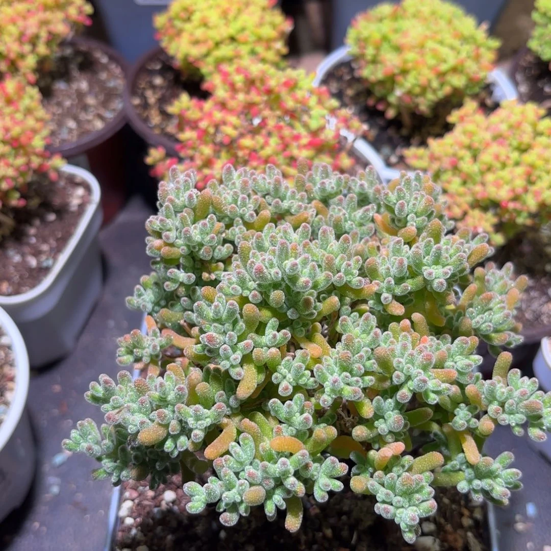 枝干番杏橙子冰晶G927