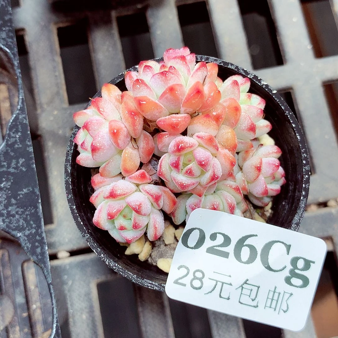 5厘米盆精控多肉026