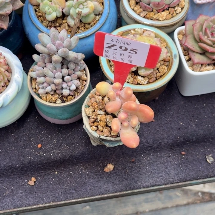 三*诺多肉植物111111