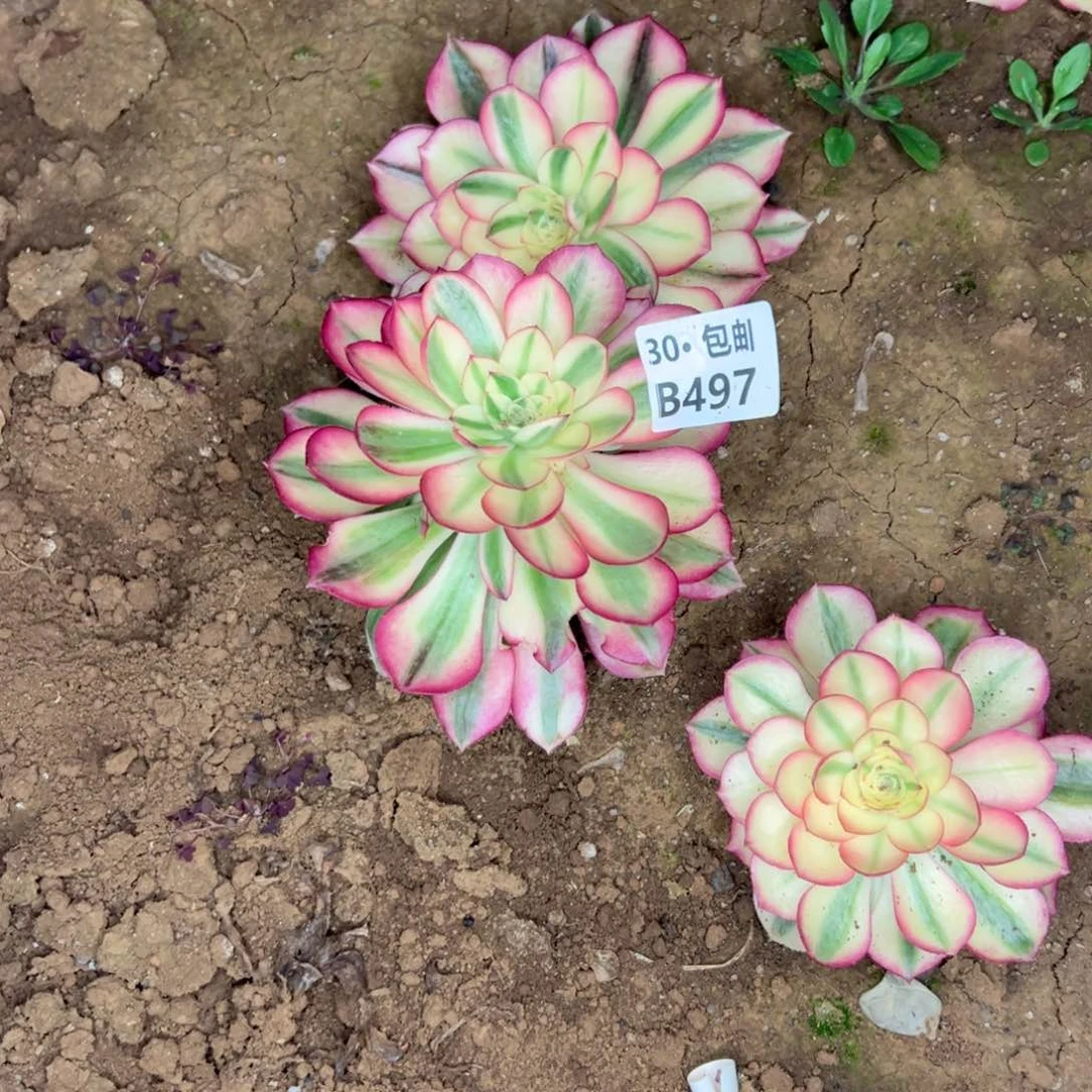 497倾城多肉法师不包侧枝