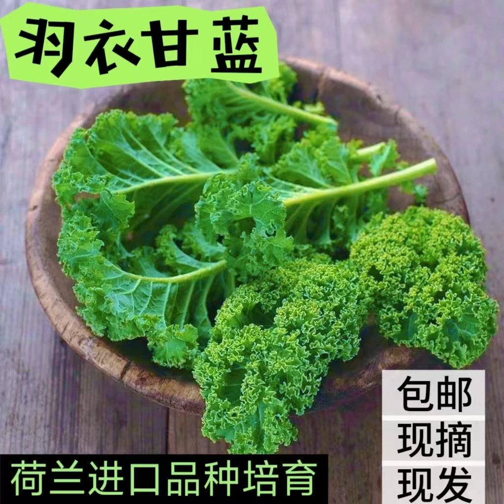 云南现摘羽衣甘蓝产地直发现摘现发新鲜蔬菜(进口荷兰品种培育)