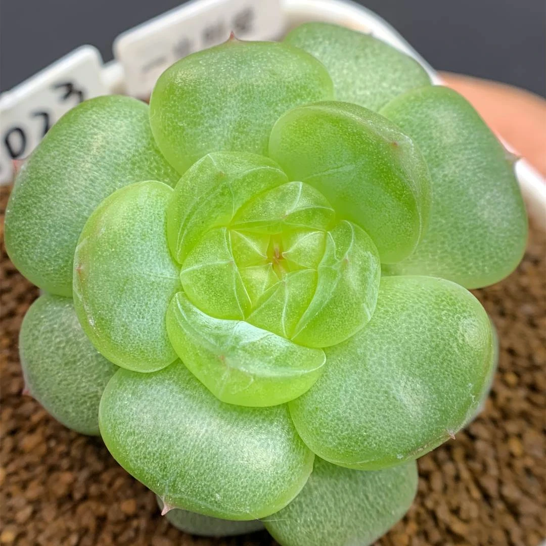 十号链接 k088-k100 框拍 9/26 周五 多肉 加入购物车查看回放