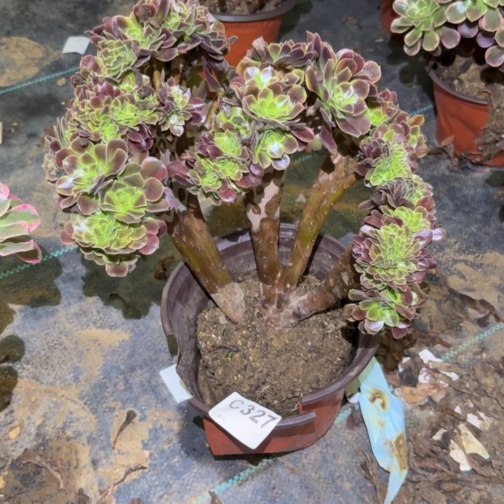 欧佳丽缀多肉植物不包损327