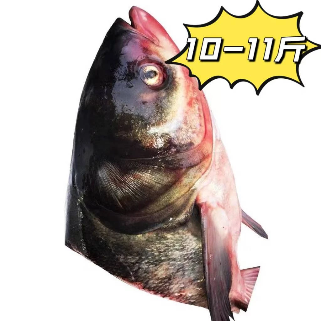10-11斤大胖头鱼头大花莲鱼头
