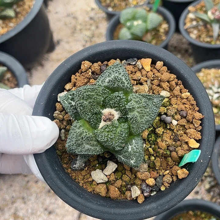 实生哥斯拉5.2公分