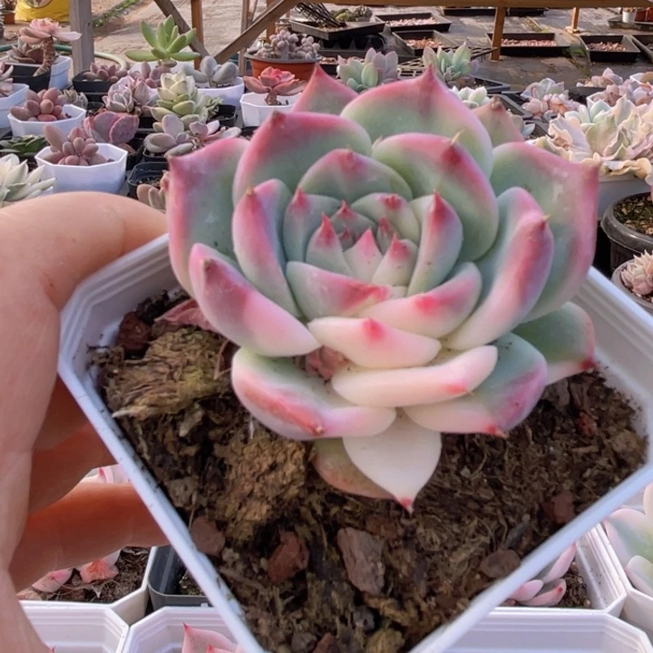 吉娃娃锦多肉植物13