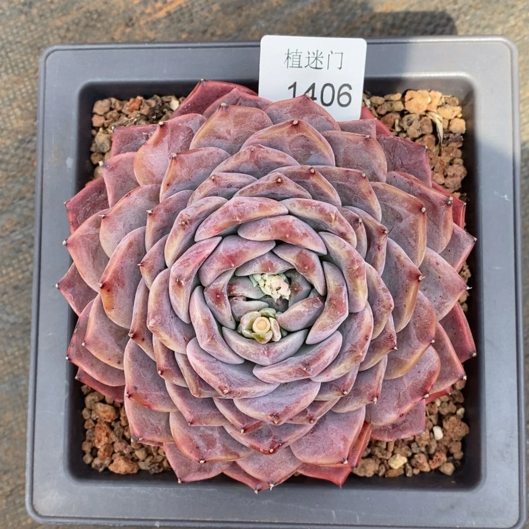 呼*杂交精品多肉1406