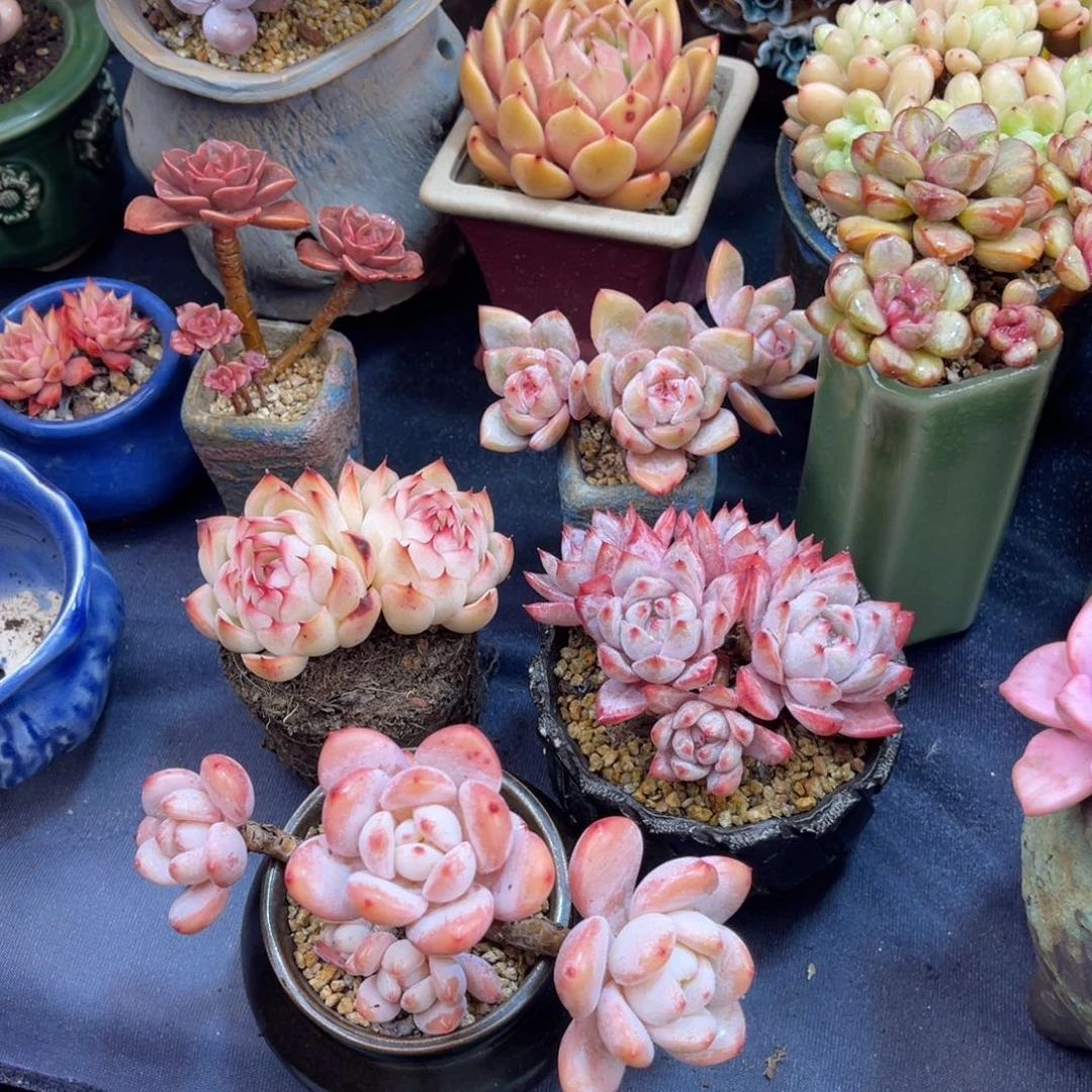 勾魂 粉蓝鸟 冷香