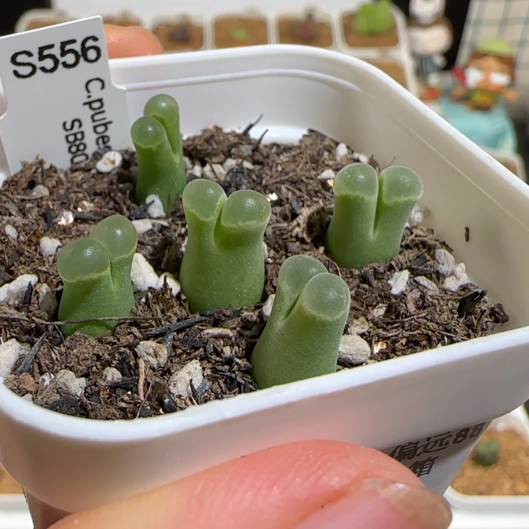 肉锥多肉植物组合-极窗一盆1074