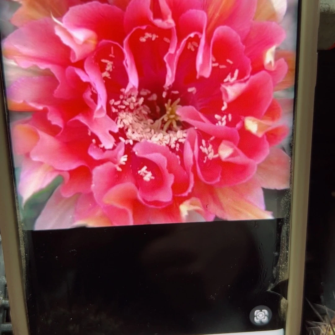 下47彩草舞裙歪无根侧芽4公分左右20包邮