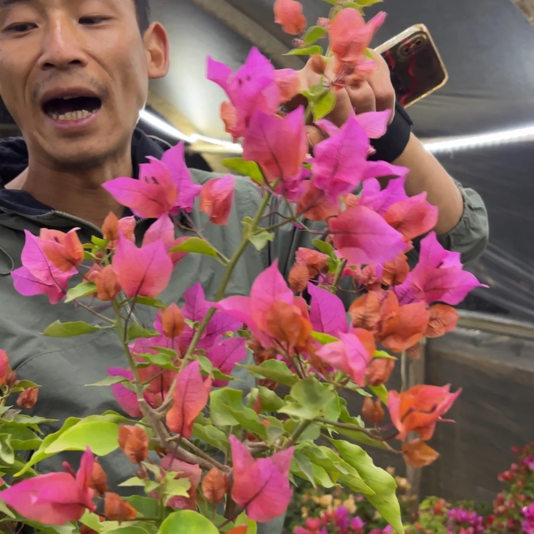 完全开放（印度橙粉）三角梅会落花落叶会光杆苗有大有小