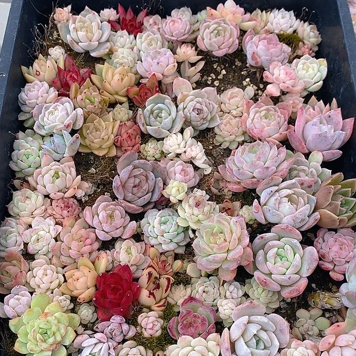 91 多肉植物盆栽花卉植物