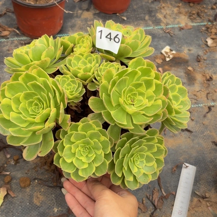 奶白多肉植物不包损146