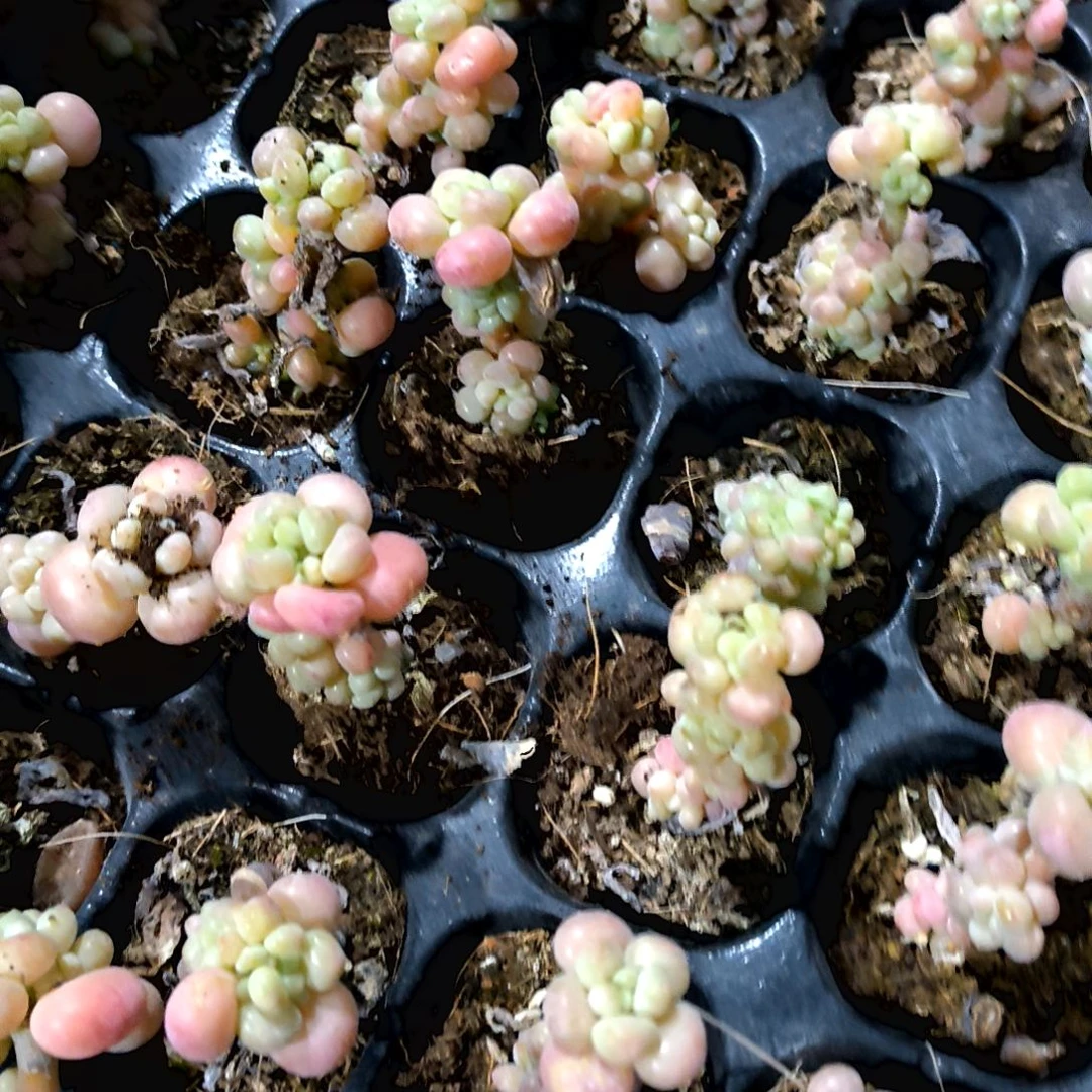 满6元包邮，奶豆多头小老苗