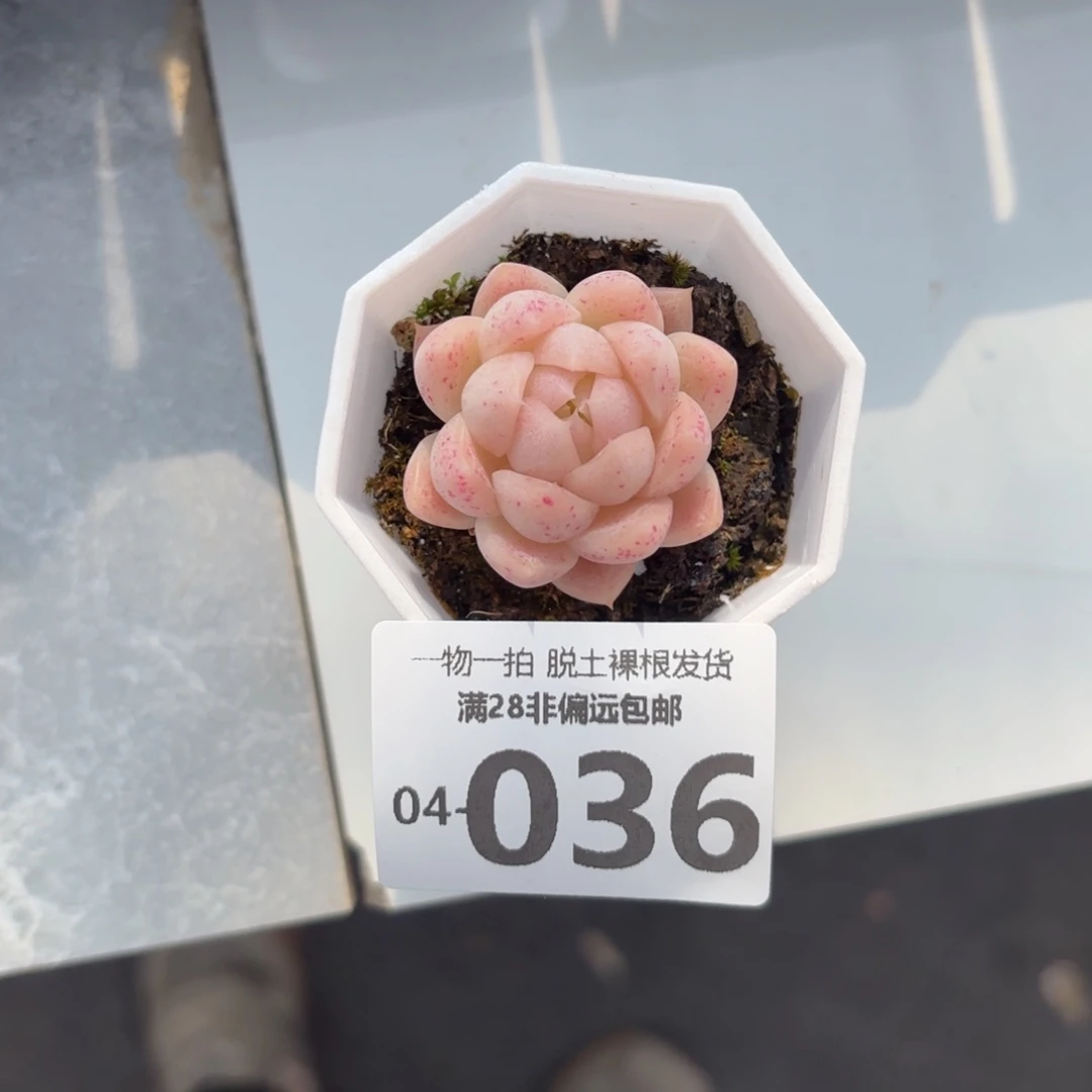 麦秆单头多肉多肉多肉