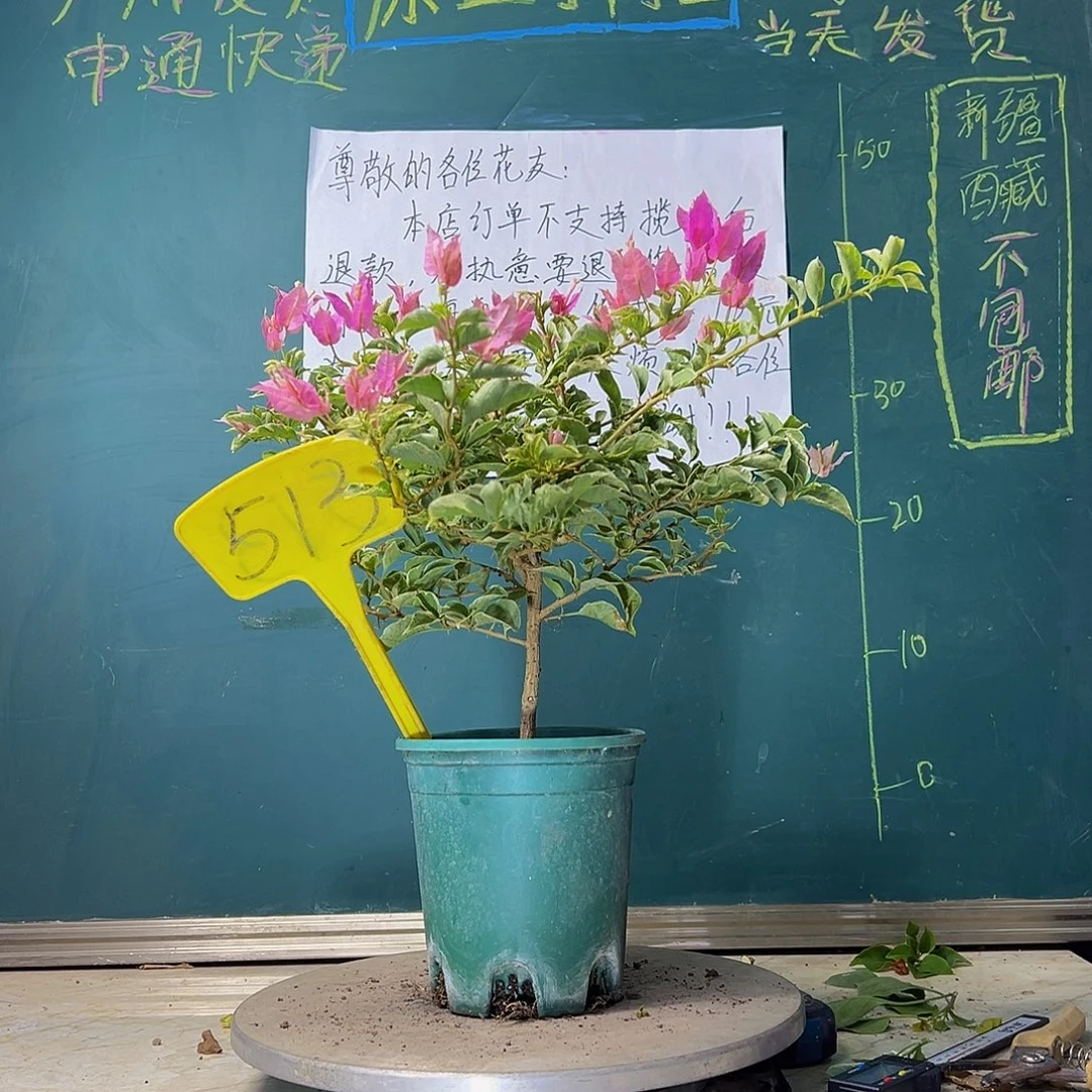 当前无花栽培后可以开花少女心513