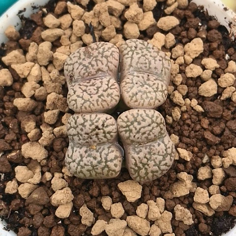 多肉肉锥 鸟哈尼