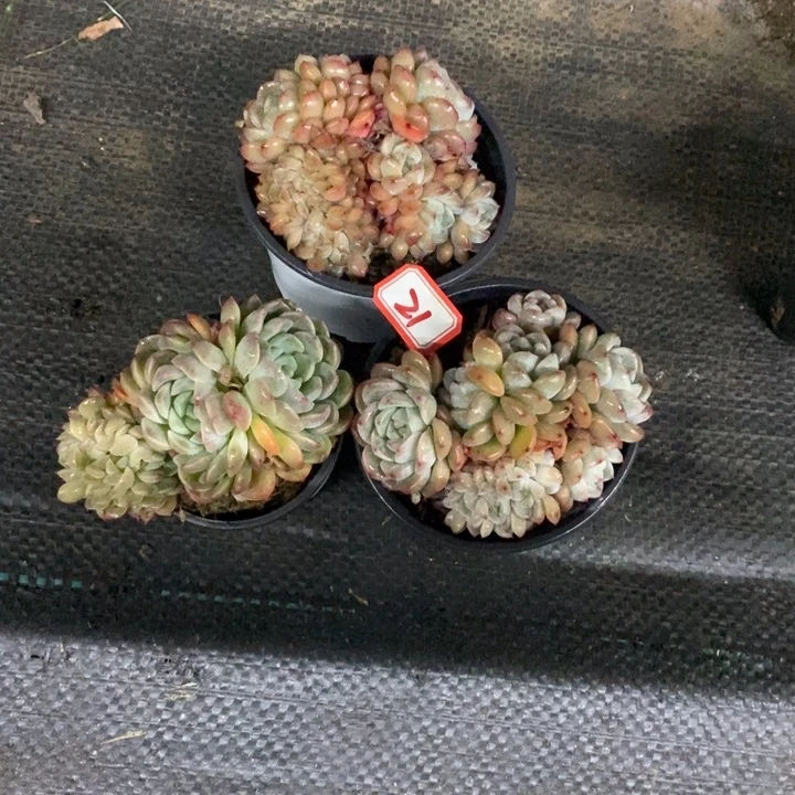 茼*一物一拍白桃汽水三盆三盆三盆21