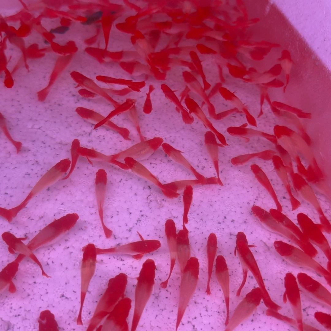 孔雀鱼红头10天孔雀