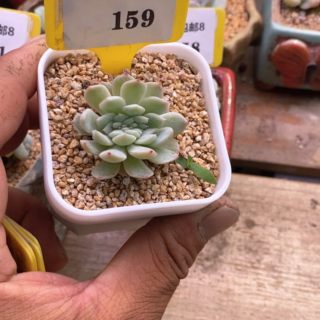 8159白恋缀多肉植物……