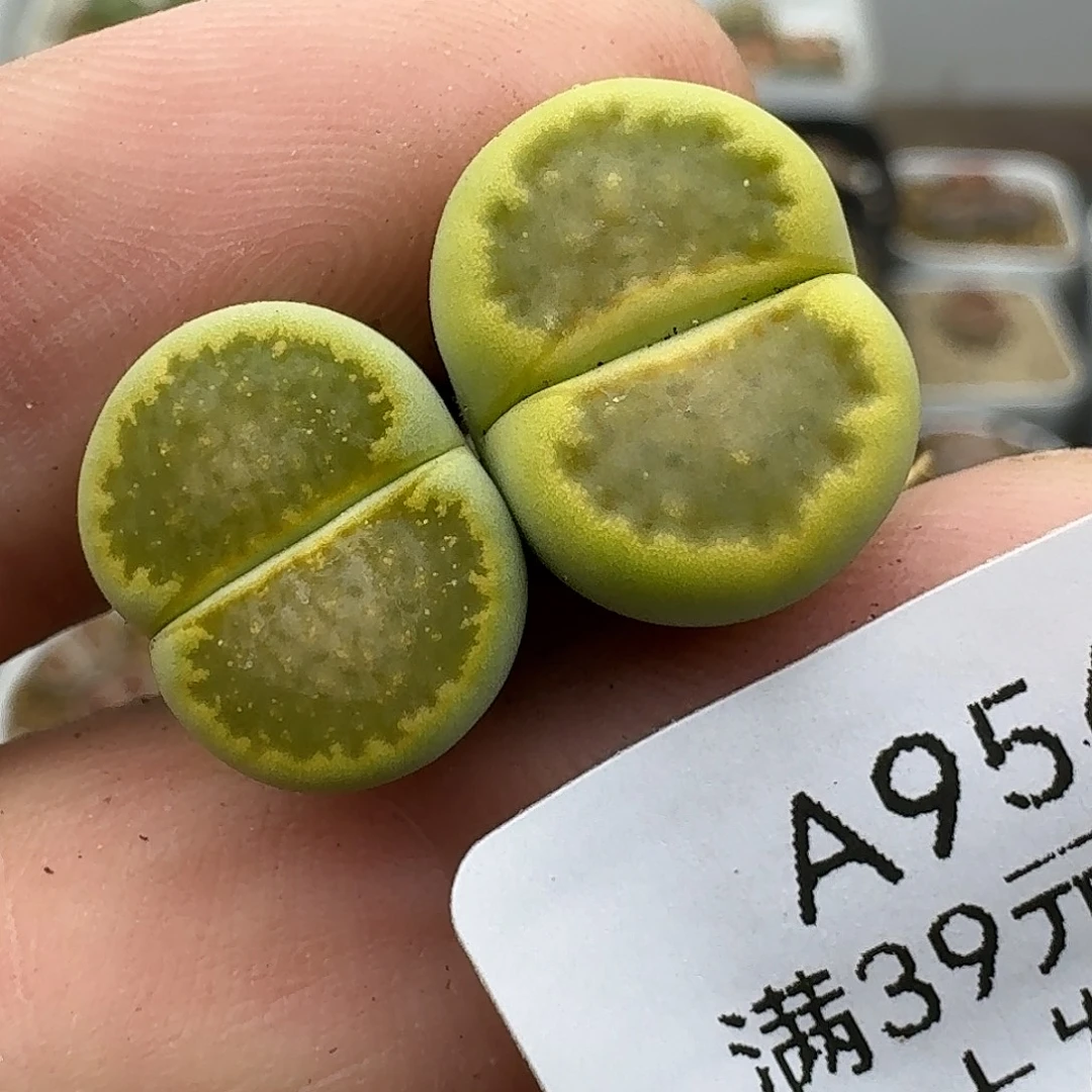 954多肉哥哥哥哥哥哥