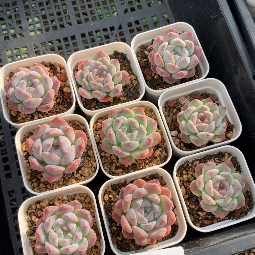 1027-34 糖心珍妮套餐