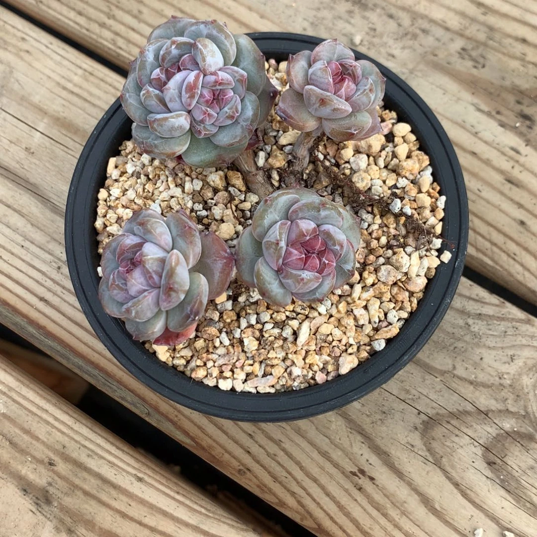 琼***花琼花突尼斯发货多肉