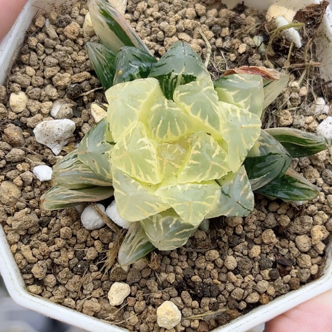 38糊斑广濑玉露锦福利专场