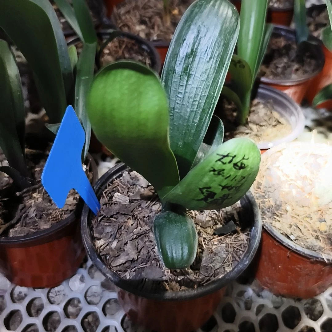 大****完全开放魁二苗一颗特惠