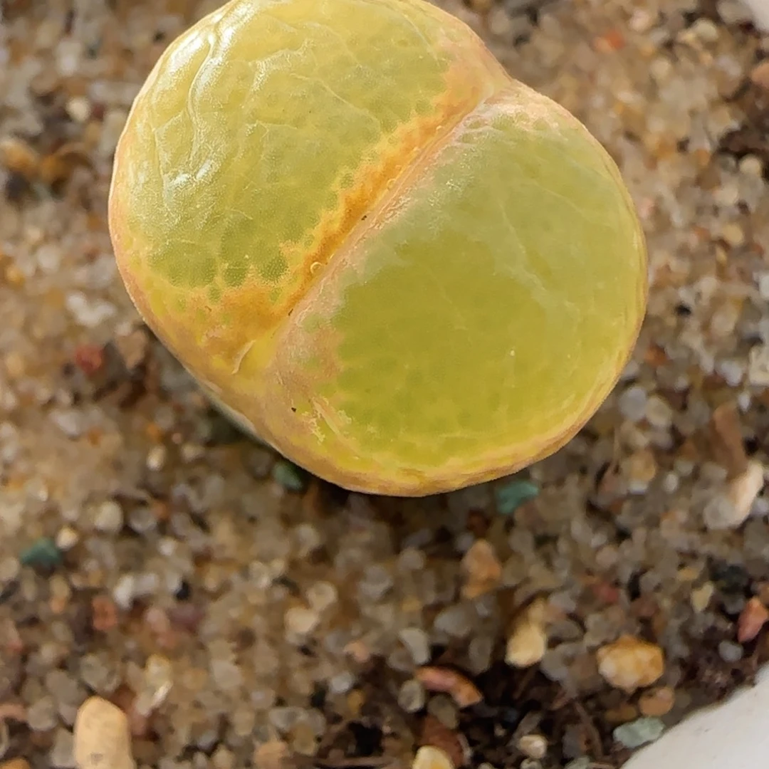 新年快乐多肉大福34号