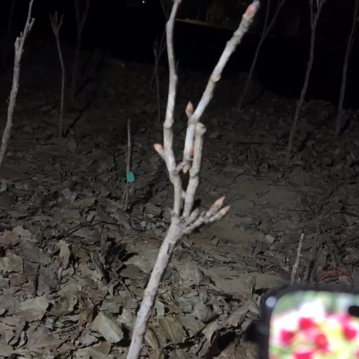 荣***板完全开放中国红大颗