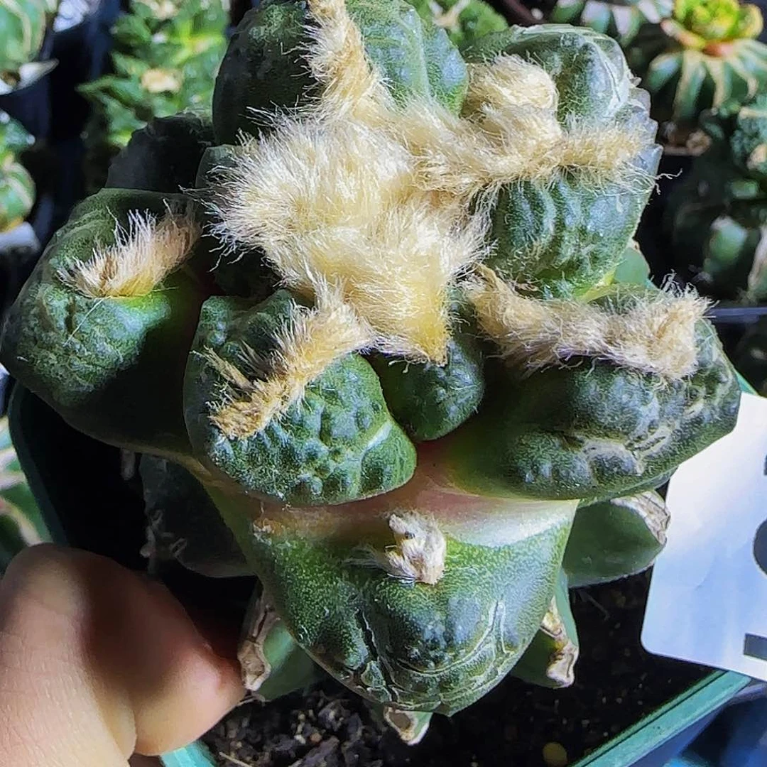 龟甲连山184仙人球