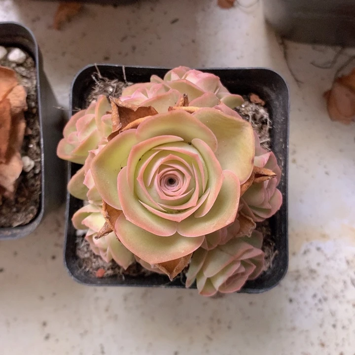 晚****一物一拍随单福利888