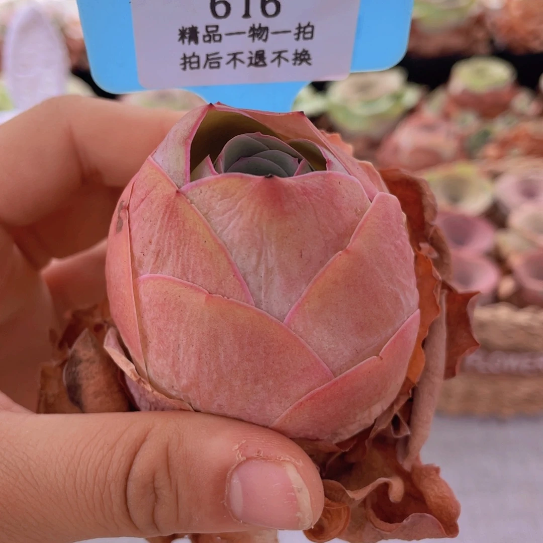 山地玫瑰616裸根发货不售后