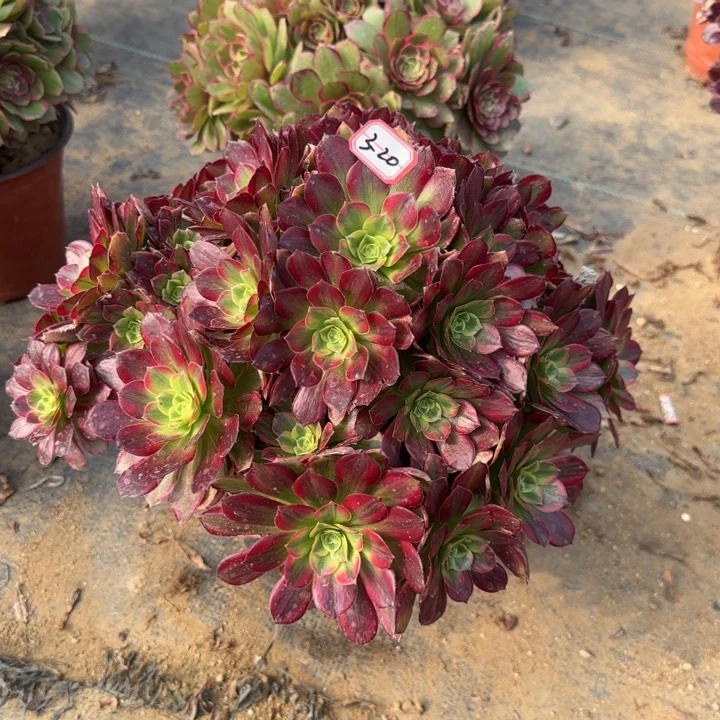 3-20安娜多肉植物