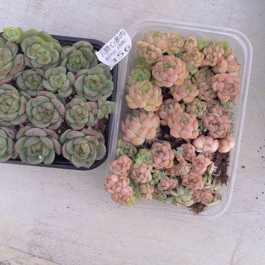 f****g云糖心多肉植物356
