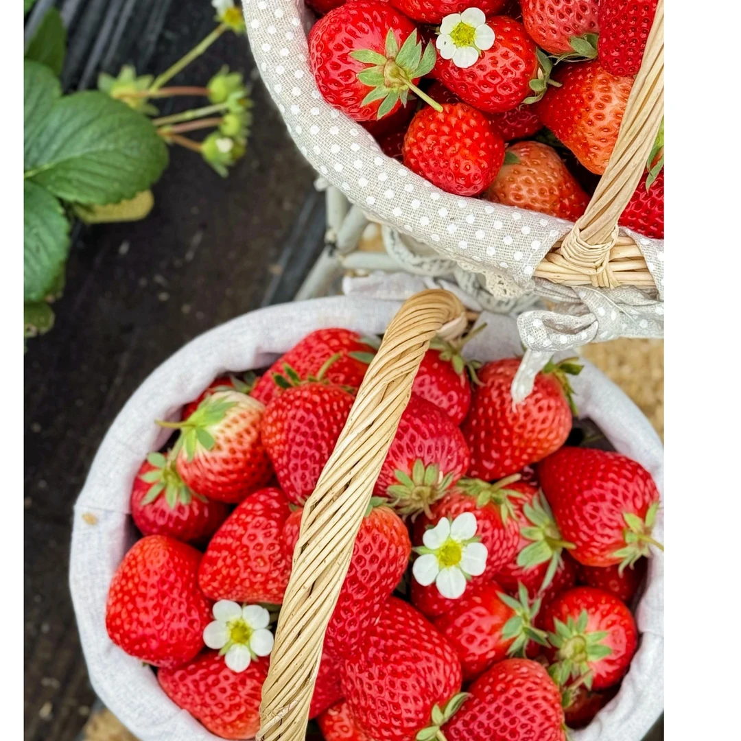 【普禾农场】放心草莓小时候草莓的味道香味巨浓