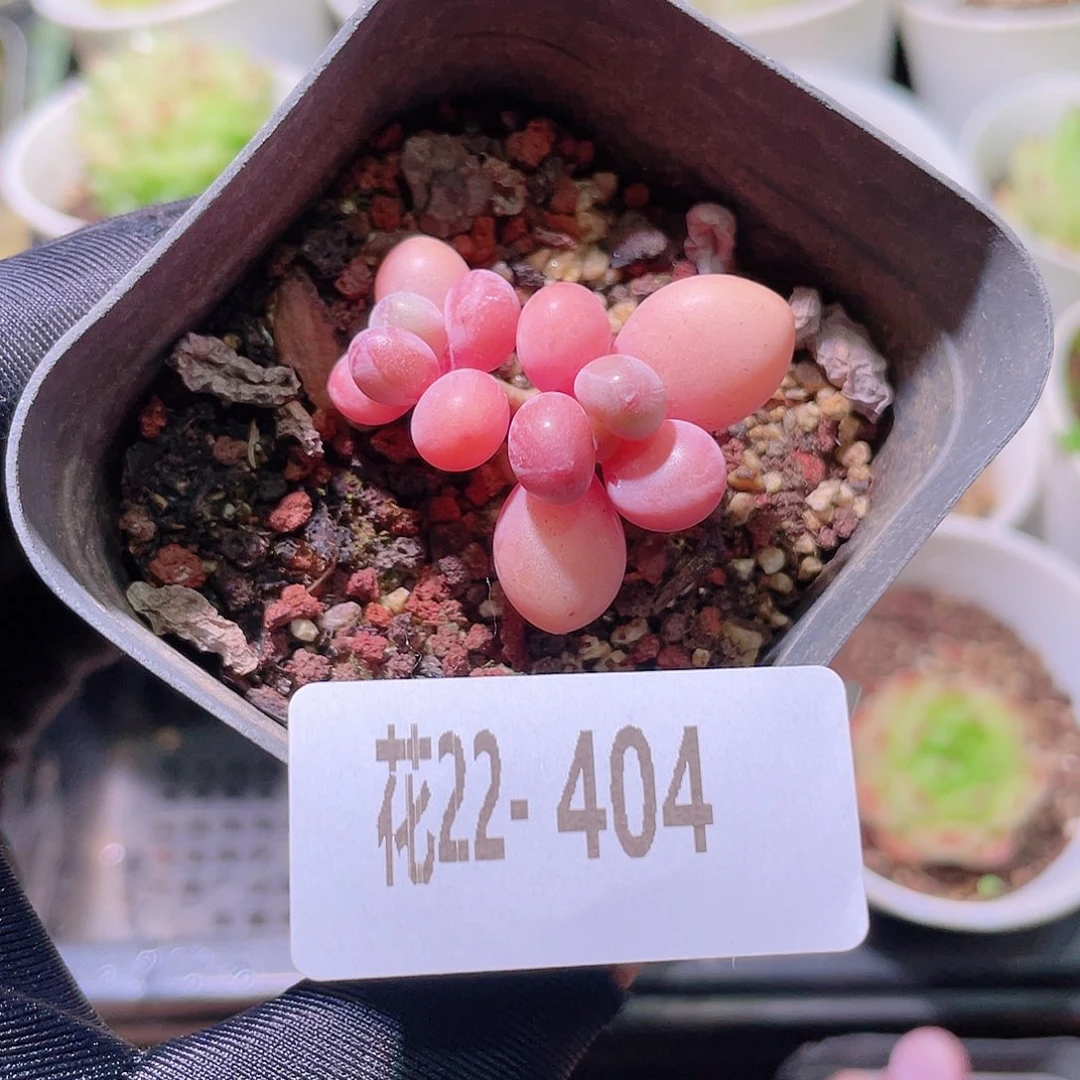 花利美22-404桃蛋