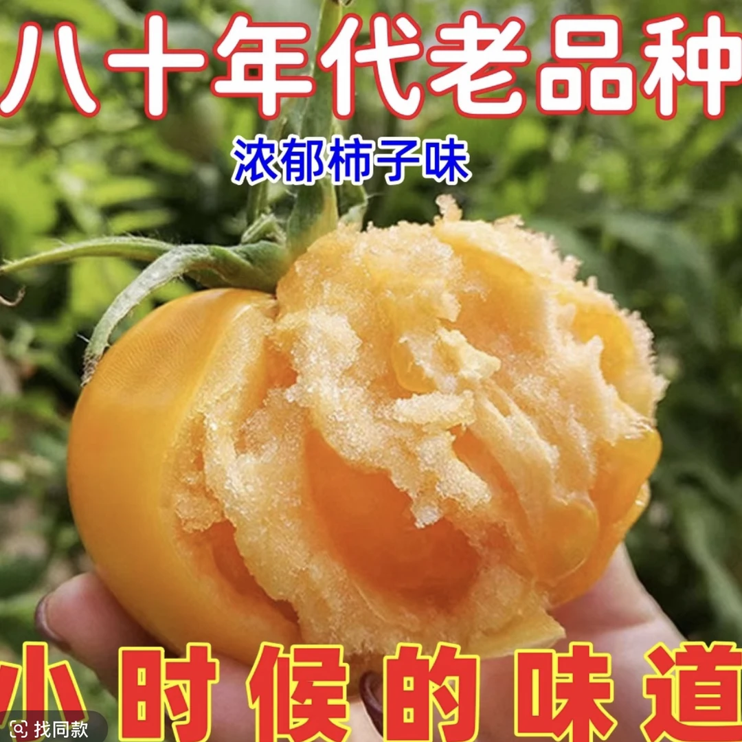 黄柿子新鲜黄西红柿黄番茄沙瓤西红柿小番茄应季水果当季