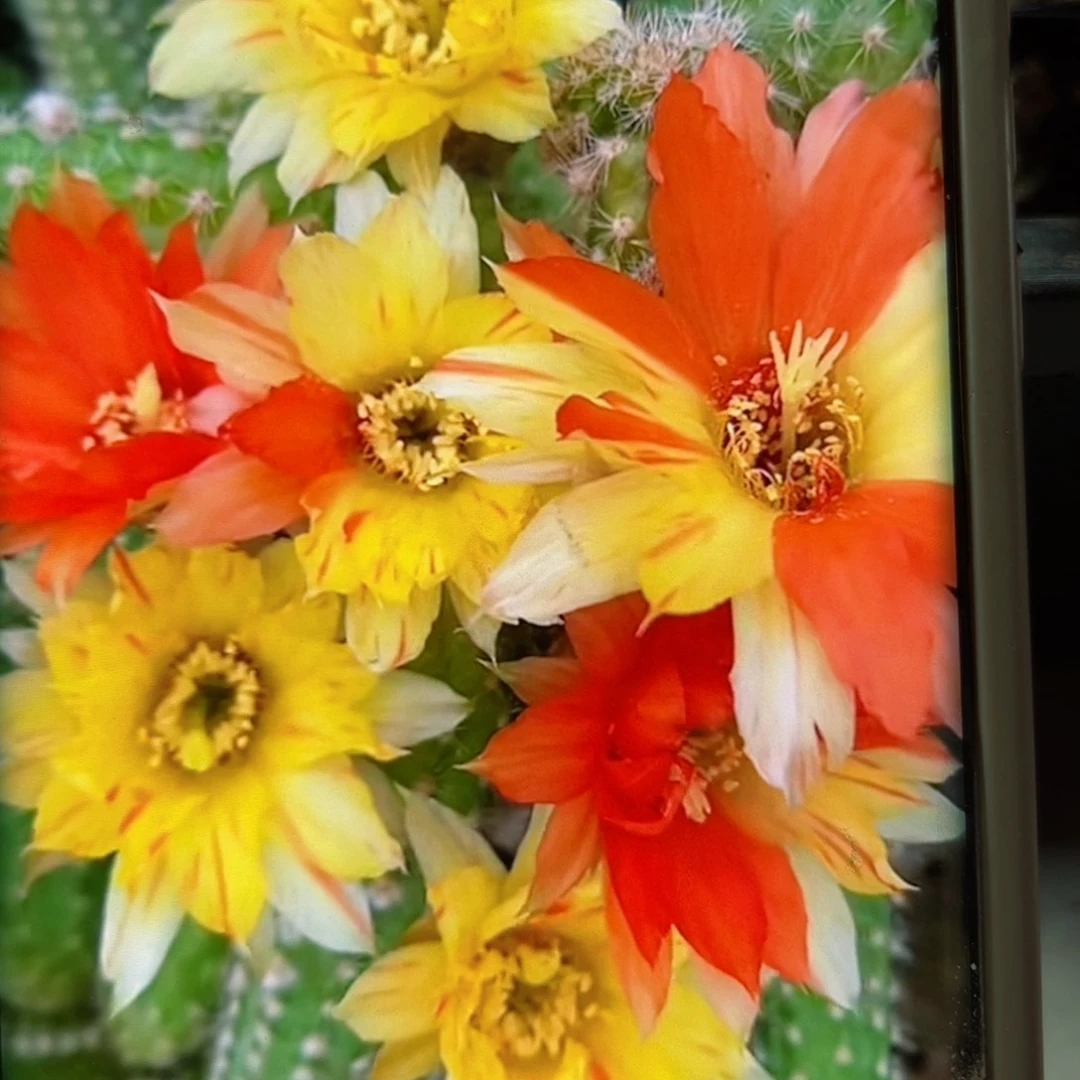 下19白檀双色根5公分左右脱土发货掉侧芽无售后20包邮