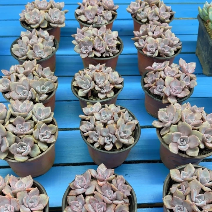 彩虹糖福利，发货点延迟