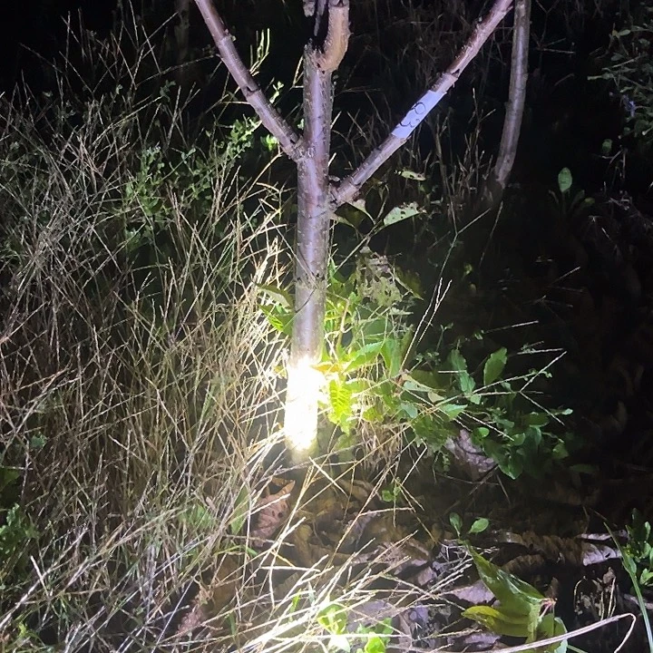 上***水当前无花栽培后可以开花83