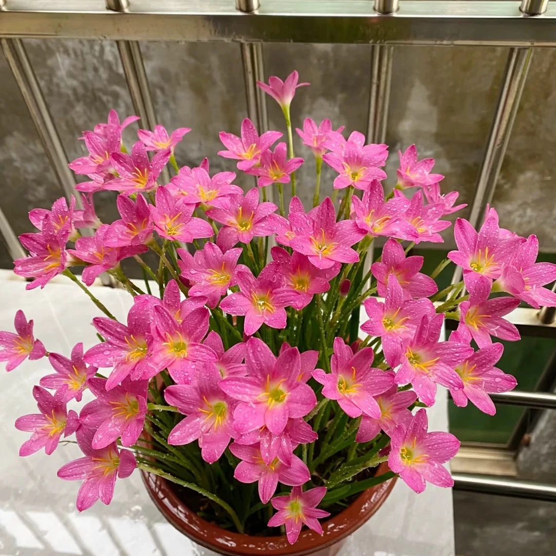 风雨兰种球清香型室内外四季种植庭院阳台20个种球