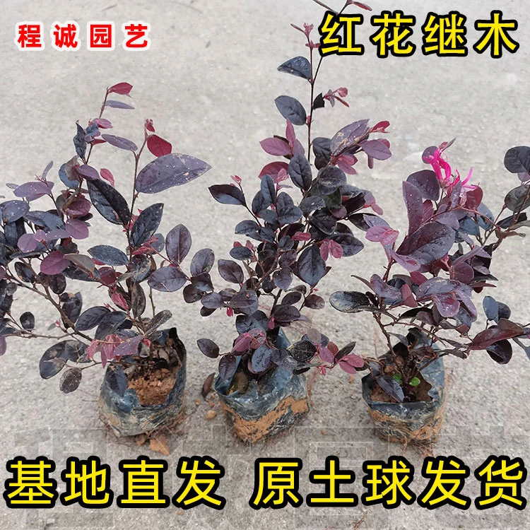 红花继木苗彩叶庭院植物工程绿化袋苗红桎木苗绿篱色块红花檵木