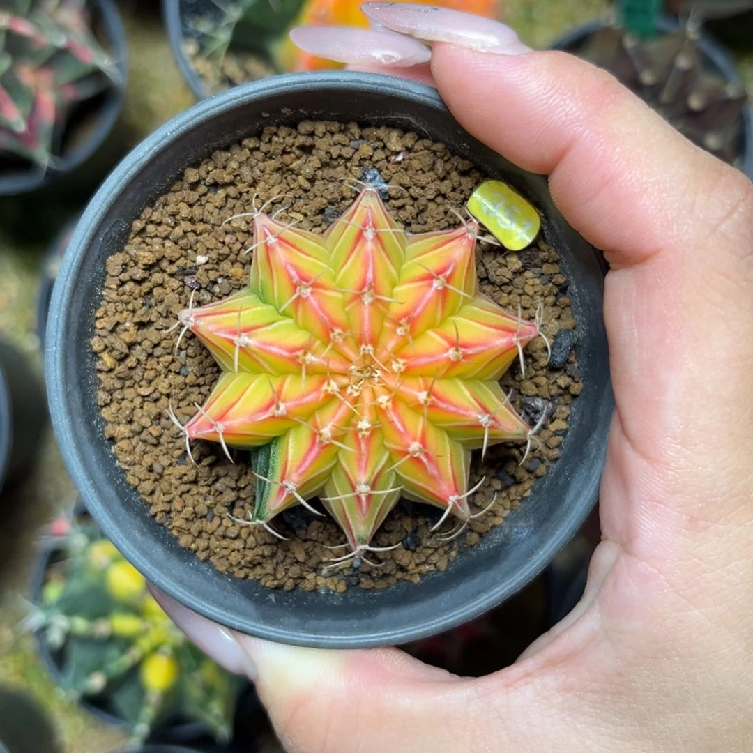 351      带盆土发货