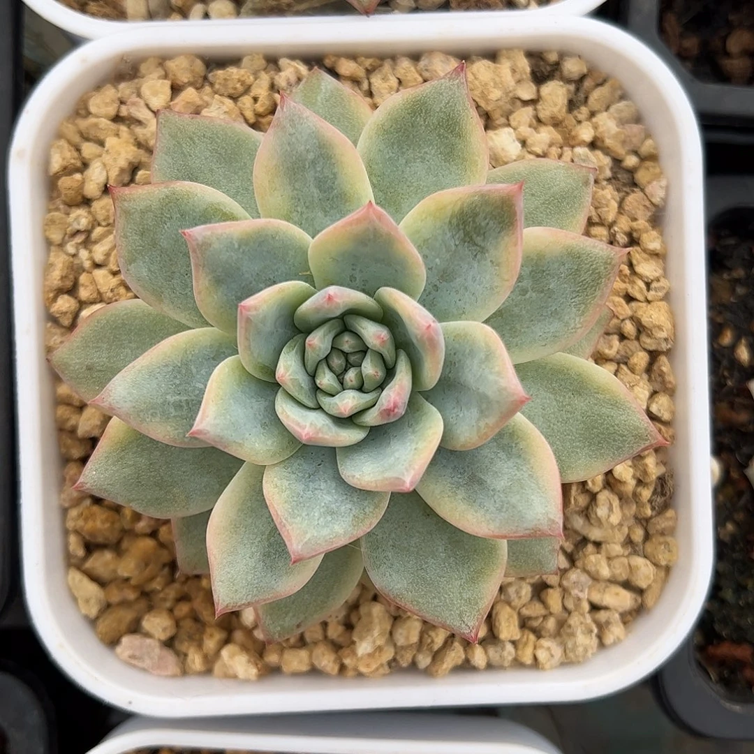 粉蓝鸟锦 婕宝一物一拍